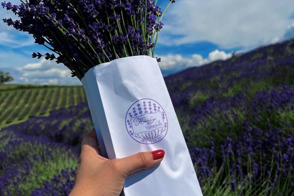 FESTIVAL LAVANDE – BALATON MAĐARSKA