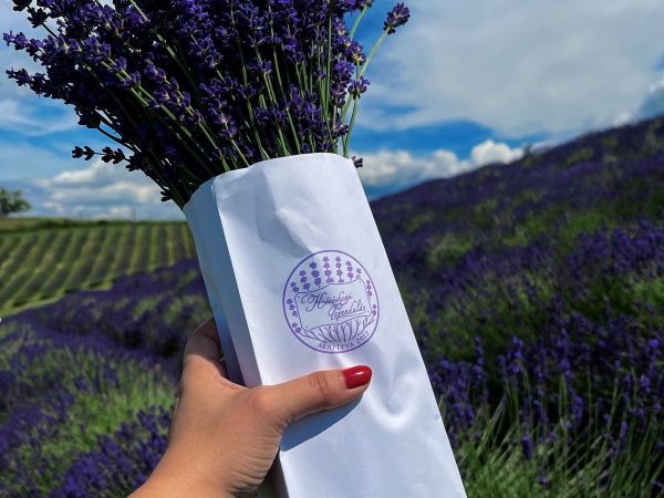 FESTIVAL LAVANDE – BALATON MAĐARSKA